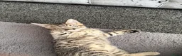 Bengal cats for sale: Bengal Kittens - Advert 5