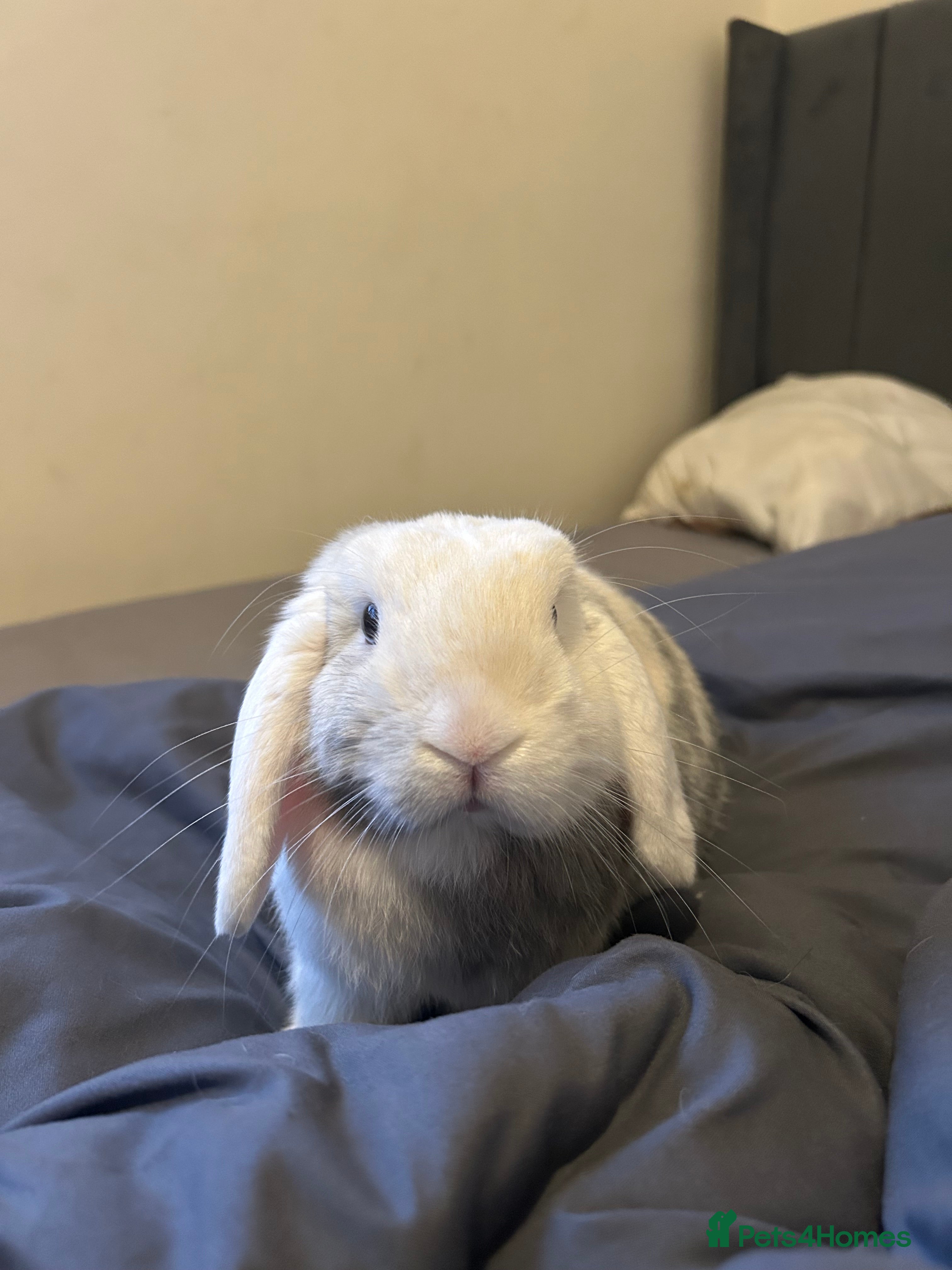 Mini Lop rabbits neutered mini lop rabbit  - Advert 5