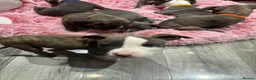 Staffordshire Bull Terrier dogs for sale: Boy/Girl  in Dundee - Advert 10