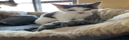 Mixed Breed cats for sale: Beautiful grey/white kittens 12 weeks - Advert 2