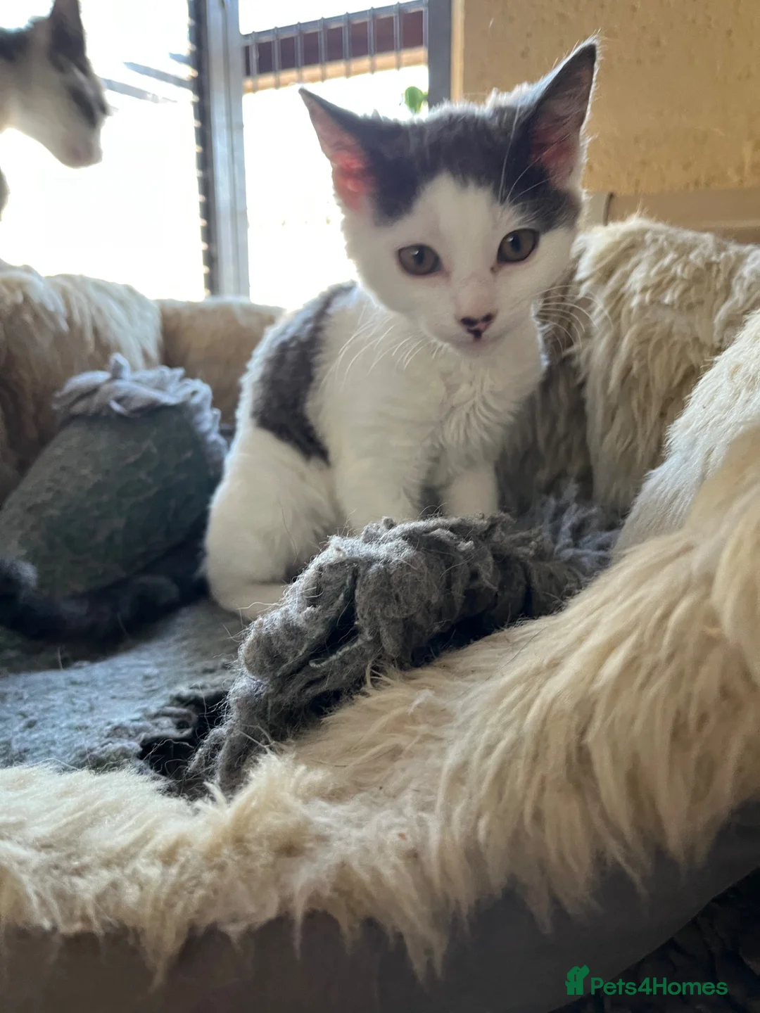Mixed Breed cats for sale: Beautiful grey/white kittens 12 weeks - Advert 2