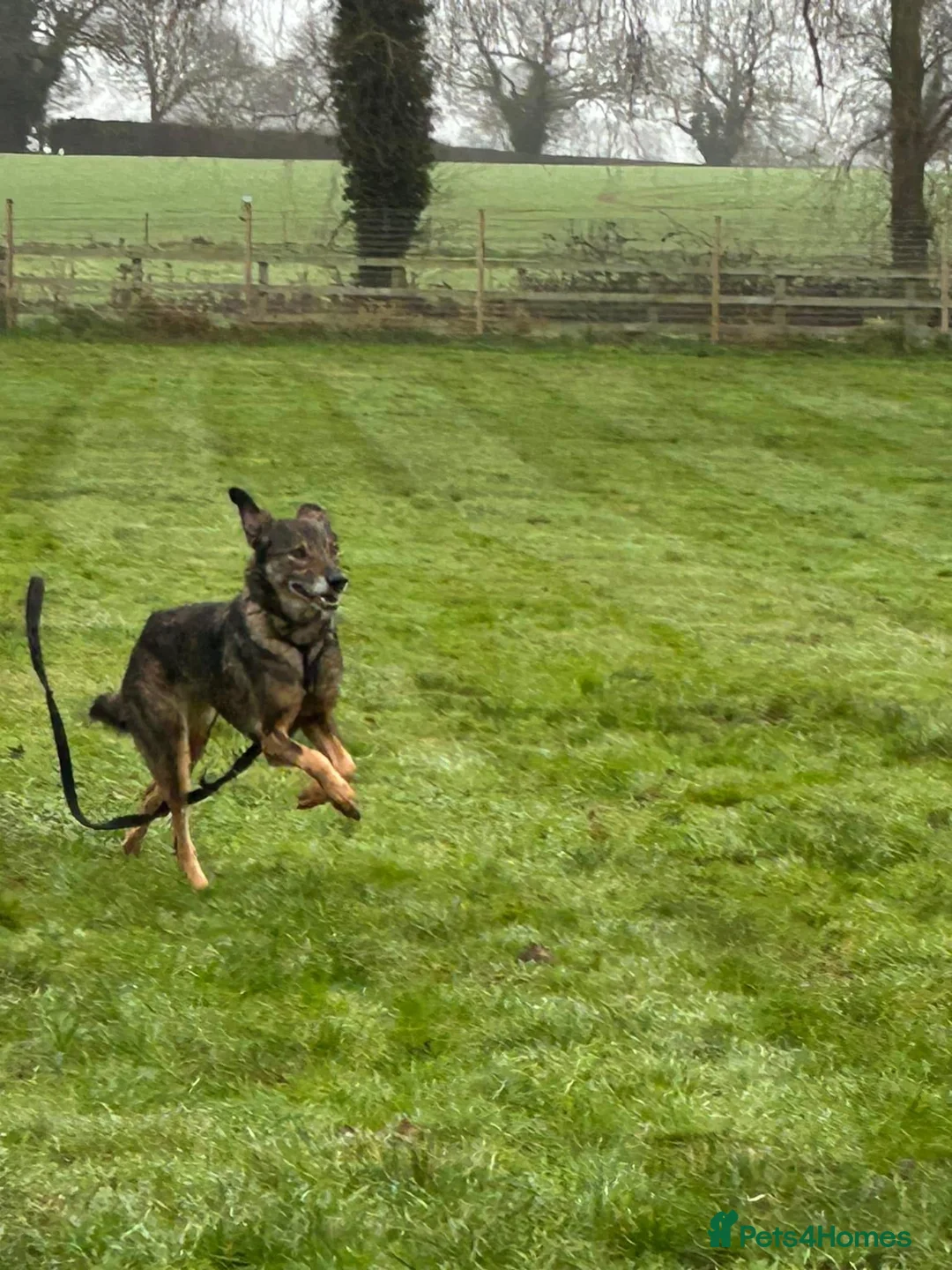 Mixed Breed dogs for adoption: Elsie - Norwich Norfolk  in Norwich - Advert 17