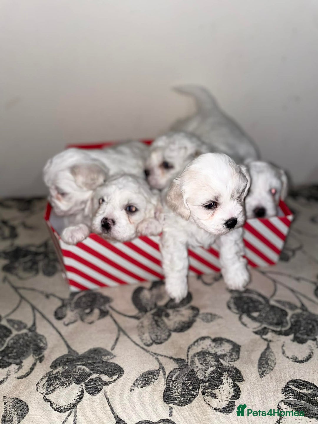 Bichon Frise dogs for sale: Adorable Bichon Puppies Looking! 🐾 - Advert 14
