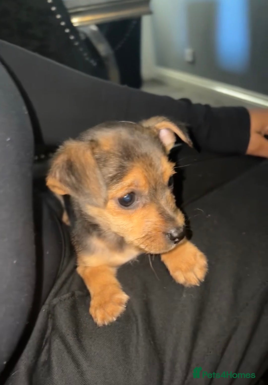 Mixed Breed dogs for sale: PUPPIES FOR SALE  - Advert 4