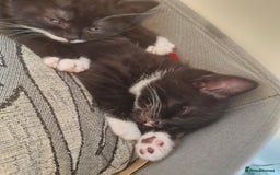 British Shorthair cats for sale: British Shorthair Mix Kittens - Image 16