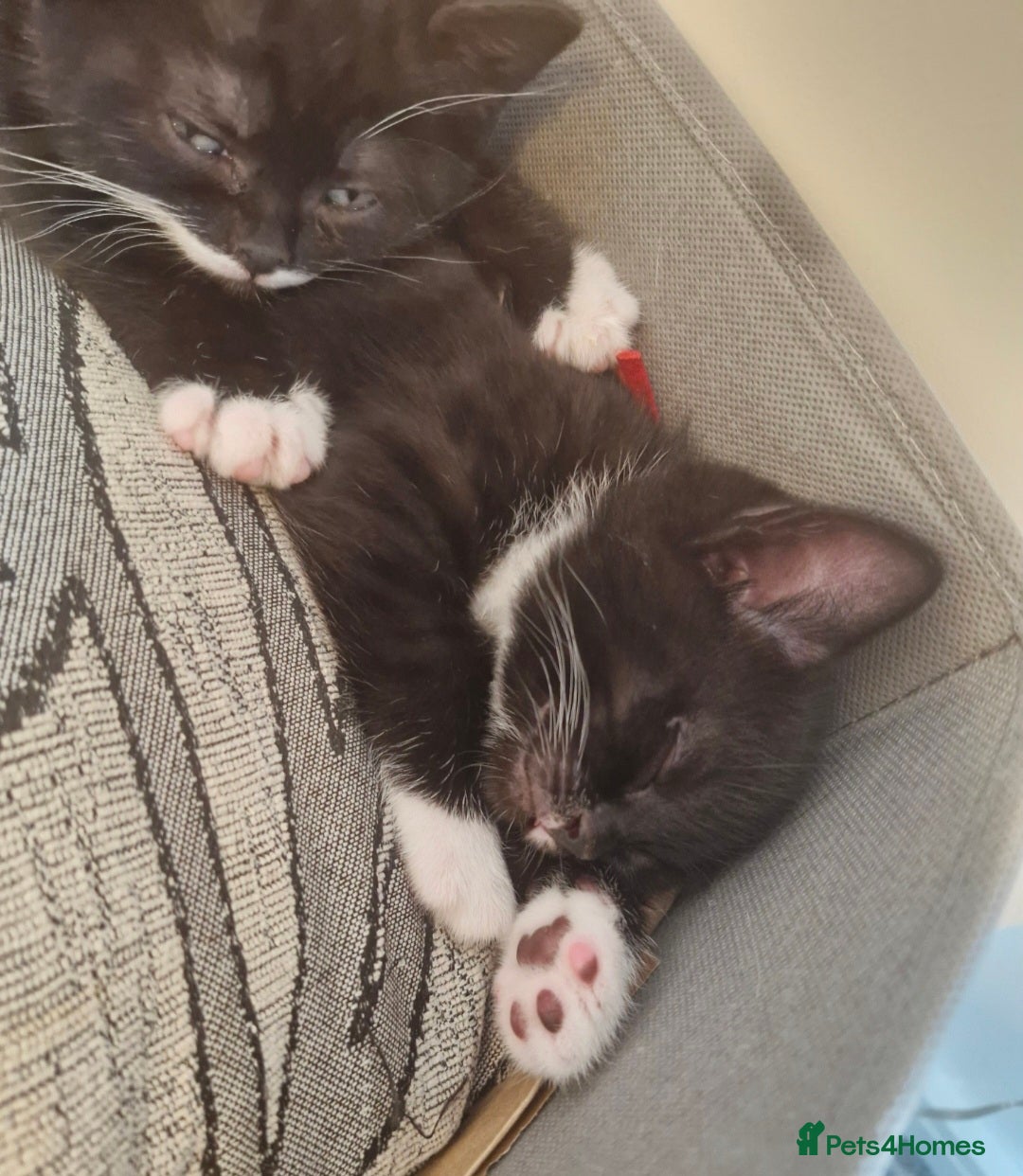 British Shorthair cats for sale: British Shorthair Mix Kittens - Image 16