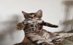 Bengal cats for sale: Bengals _Felis Bengalensis_ Pedigree TICA Kittens. - Image 5