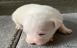 Jack Russell dogs for sale: 6 Jack Russell Puppies  - Advert 39