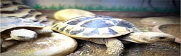 Tortoise reptiles for sale: 3 Year Old Hermann Tortoise - Advert 4