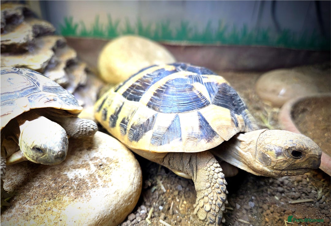 Tortoise reptiles for sale: 3 Year Old Hermann Tortoise - Advert 4