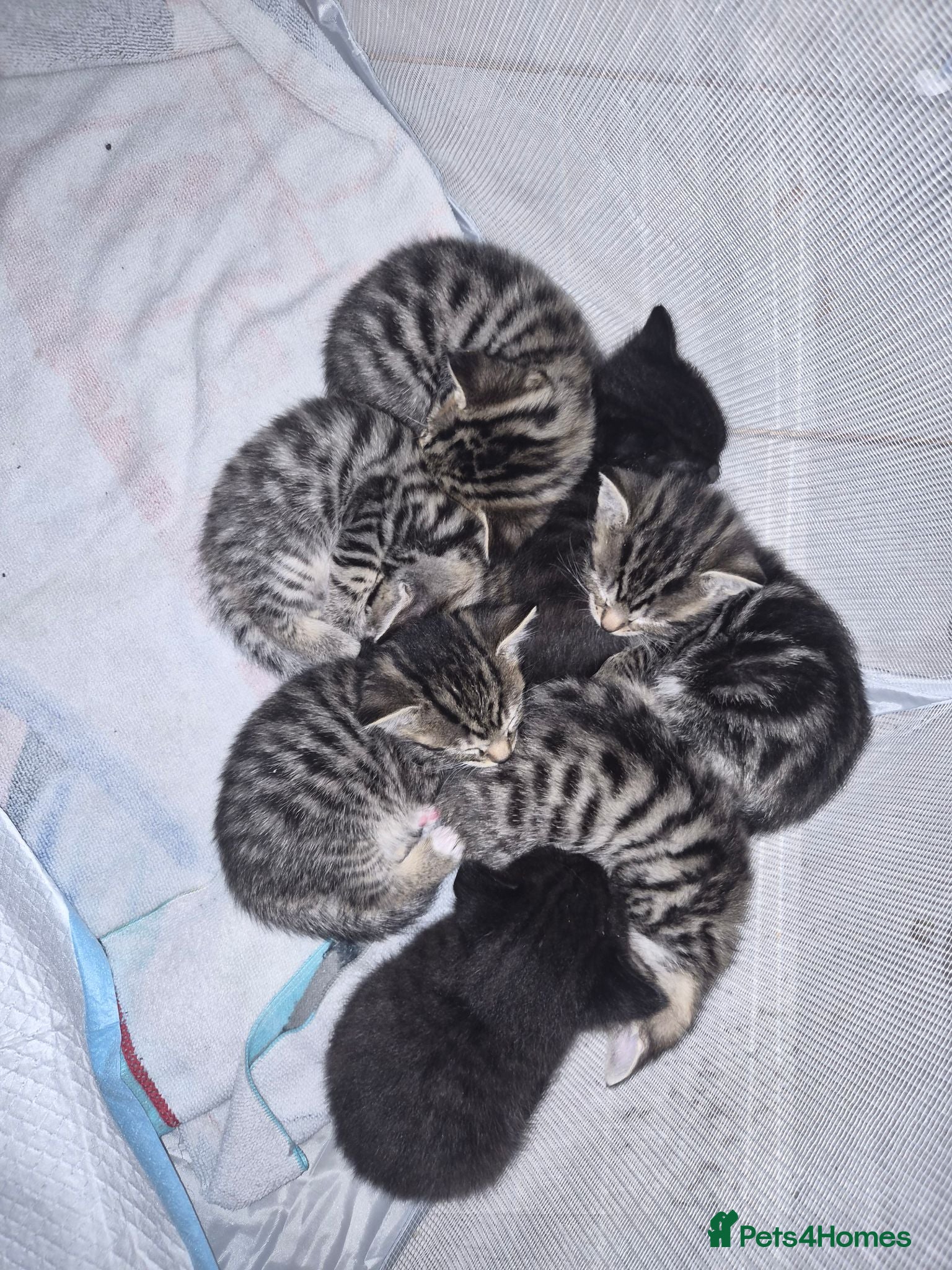 Bengal cats Bengal Kittens  - Advert 11
