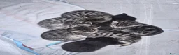 Bengal cats for sale: Bengal Kittens  - Advert 1