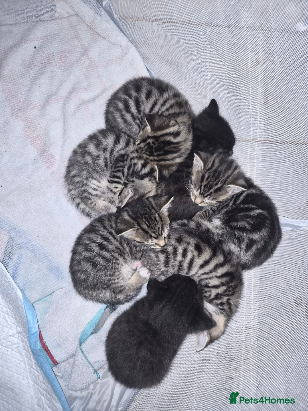 Bengal cats for sale: Bengal Kittens  - Advert 1