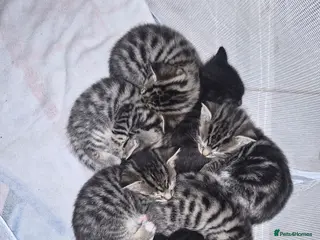 Bengal cats Bengal Kittens - Advert 1