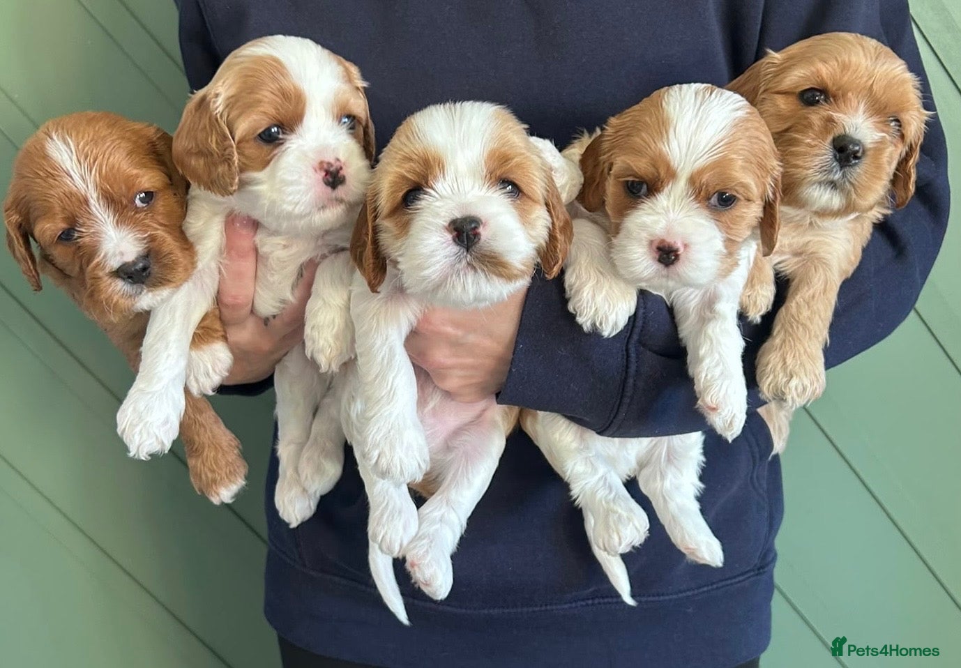 Cavachon dogs F1b Cavachon puppies - Advert 2