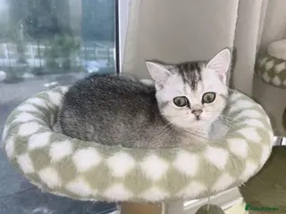 British Shorthair cats 🌟GCCF reg., Pedigree, BSH Silver chinchilla boys - Advert 7