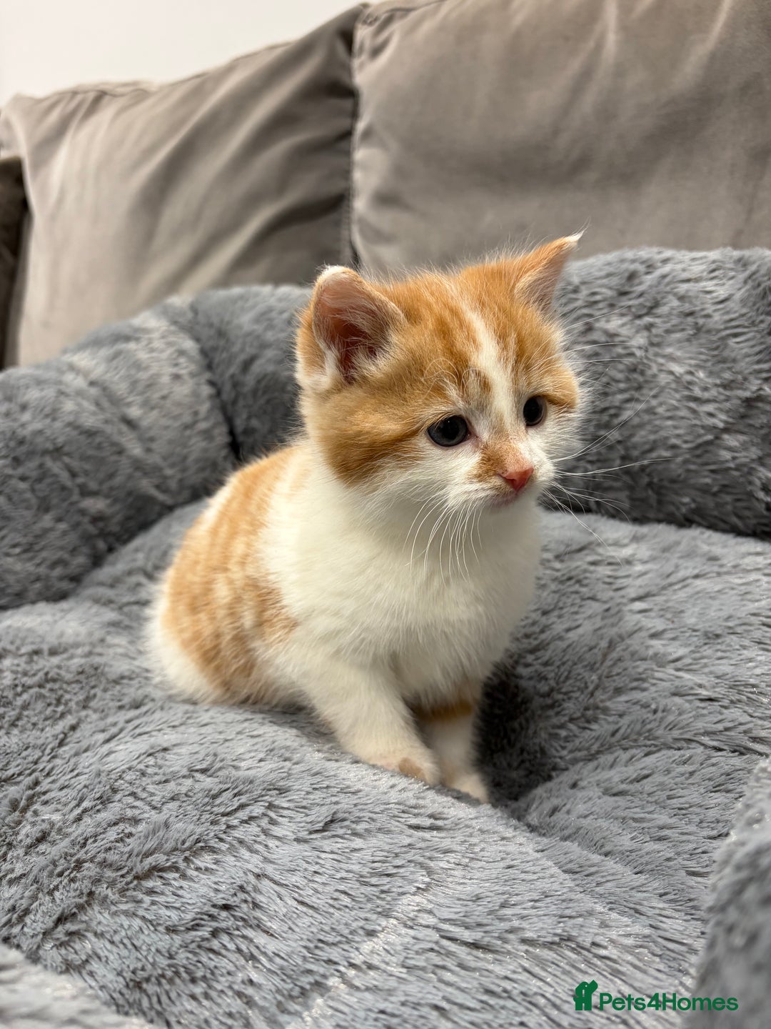 Mixed Breed cats for sale: Beautiful domestic kittens - Advert 2