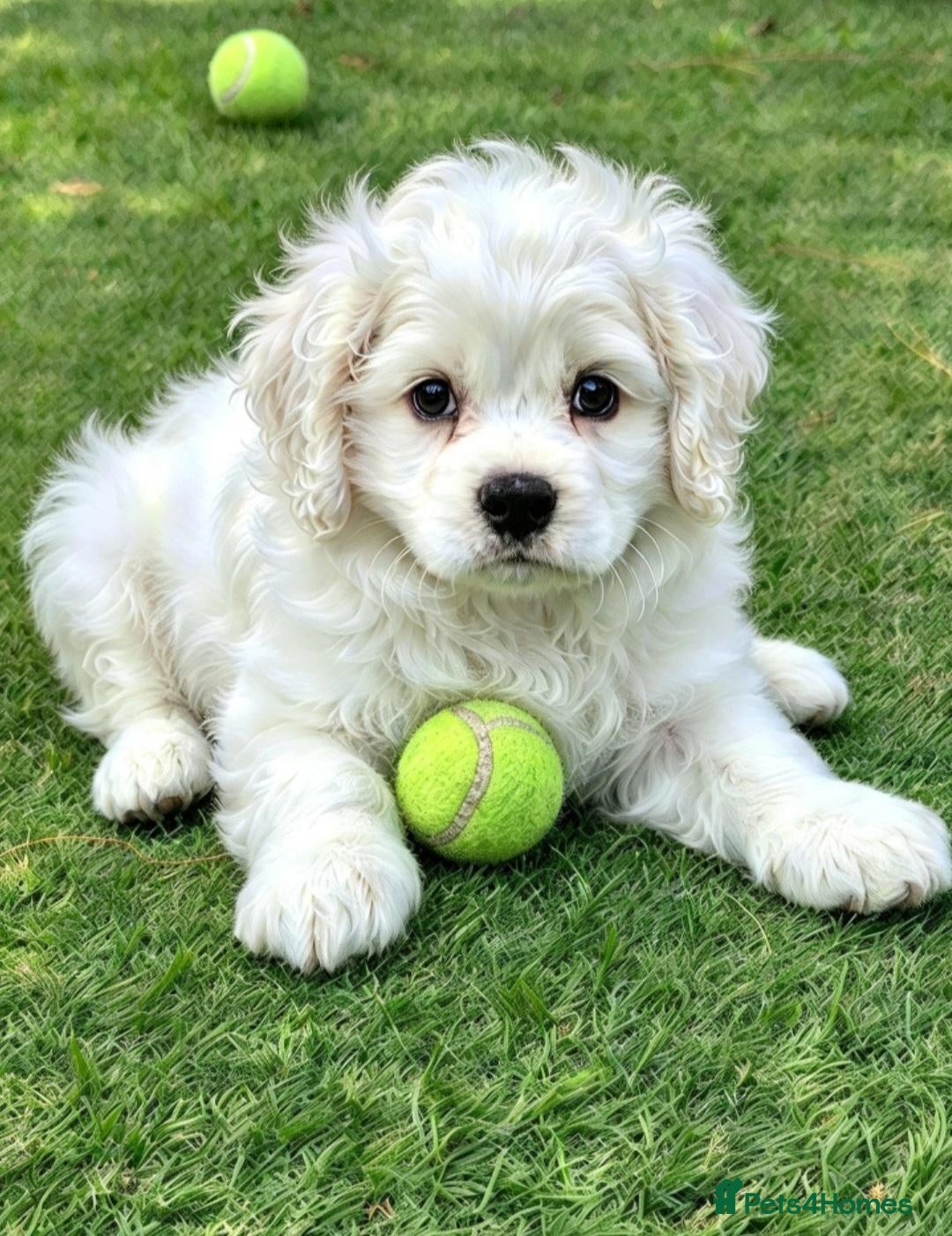 Cockapoo dogs Miniature cockerpoo puppies ready this weekend. - Advert 17
