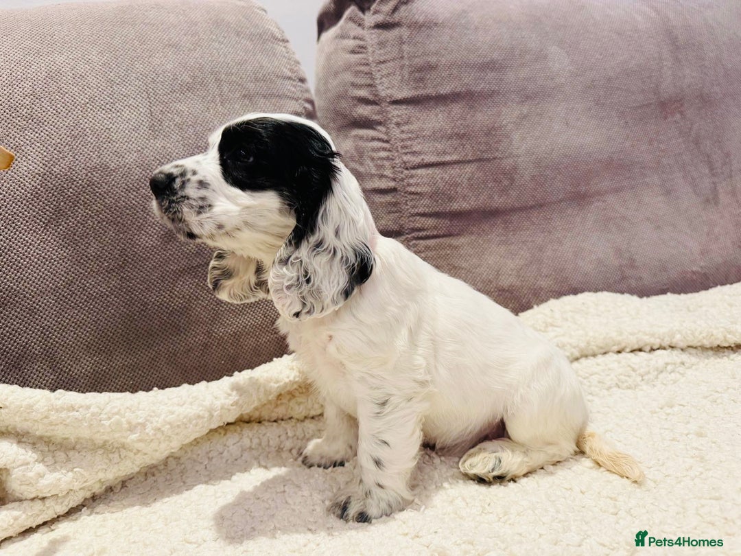 Cocker Spaniel dogs for sale: Beautiful English Cocker Spaniel Girl  - Advert 14