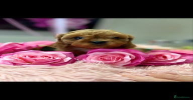 Cavapoo dogs - Advert 6