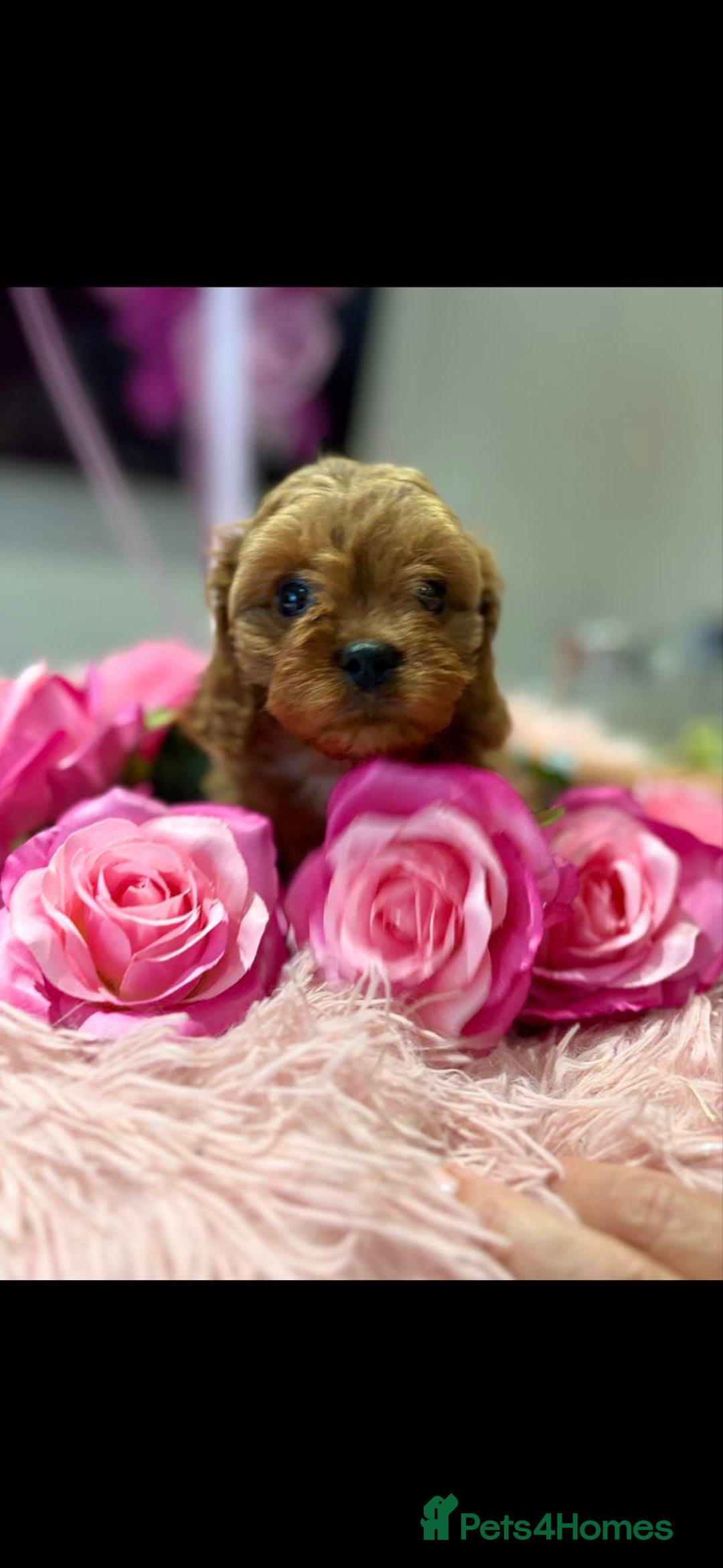 Cavapoo dogs for sale: Ruby &black n tan boys and girls  - Image 2