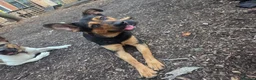 Mixed Breed dogs for sale: Shepherd x Rottie Stormi - Advert 4