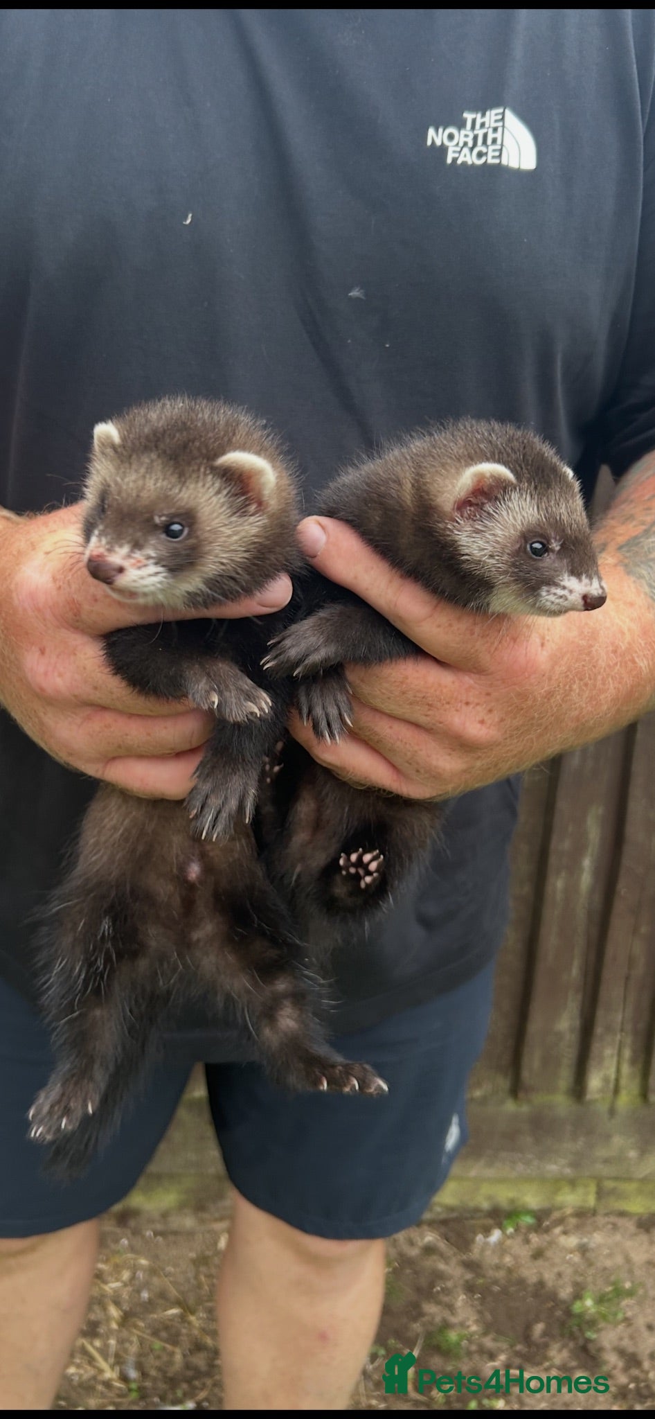 Ferret rodents Silly tame ferrets for sale - Advert 2