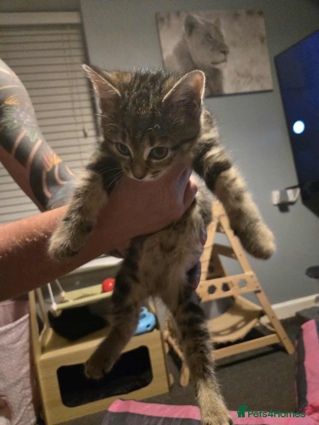 British Longhair cats for sale: Longhair kittens - Image 2