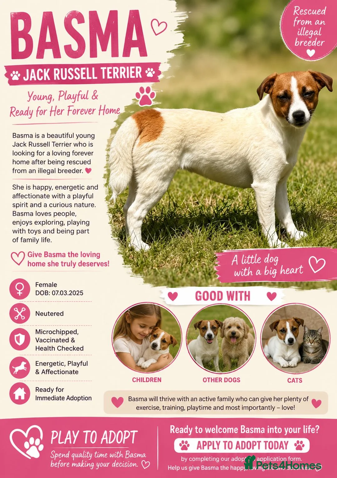 Jack Russell dogs for adoption: BASMA – Jack Russell Terrier - Advert 2