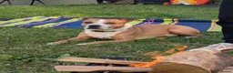 Staffordshire Bull Terrier dogs for sale: Male Staffordshire bull terrier 10 years old - Advert 3
