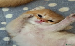 British Longhair cats for sale: GCCF reg BLH Black and Chocolate Golden kittens - Image 13