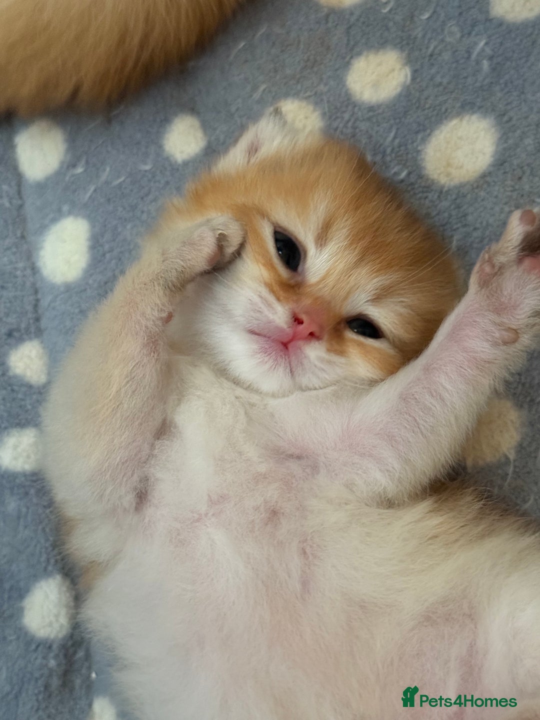British Longhair cats for sale: GCCF reg BLH Black and Chocolate Golden kittens - Image 13
