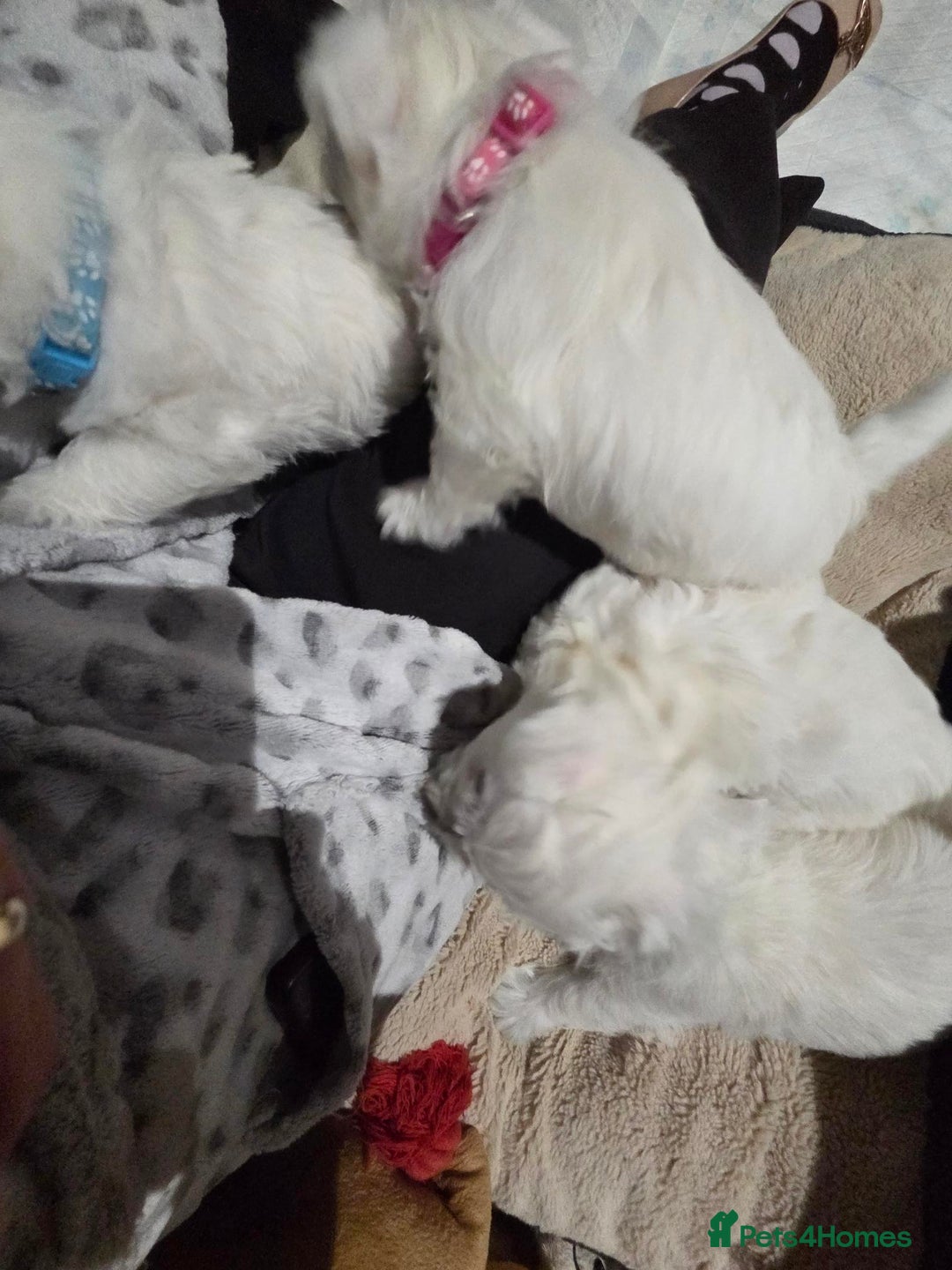 West Highland Terrier dogs for sale: Gorgeous pedigree westies, excellent bloodlines - Image 14