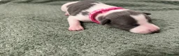 Whippet dogs for sale: litter of 8 pups 5x boys 3x bitches  - Advert 22