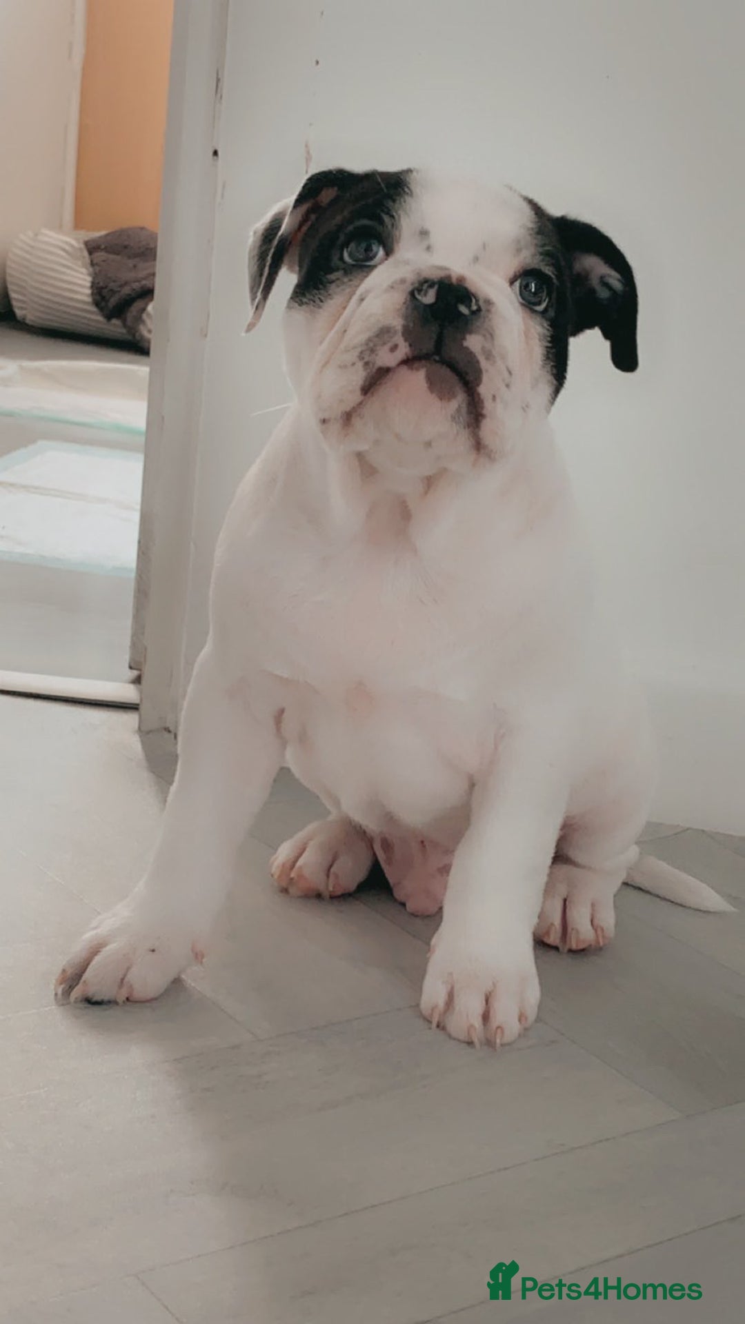 Mixed Breed dogs for stud: Milo  - Image 6
