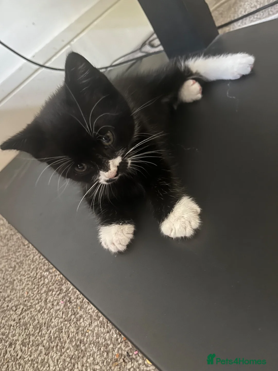 American Shorthair cats for sale: Kitten for sale  - Advert 1
