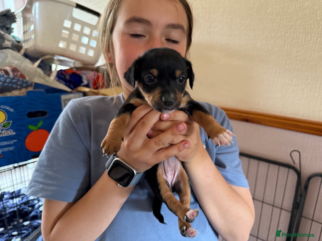 Jack Russell dogs for sale: Beautiful Jack Russell Puppies - Image 5