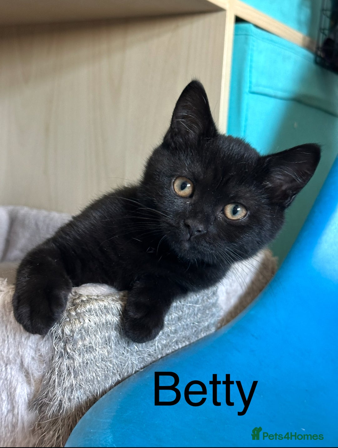 British Shorthair cats for sale: Black British Shorthair ready to go now.  - Image 6