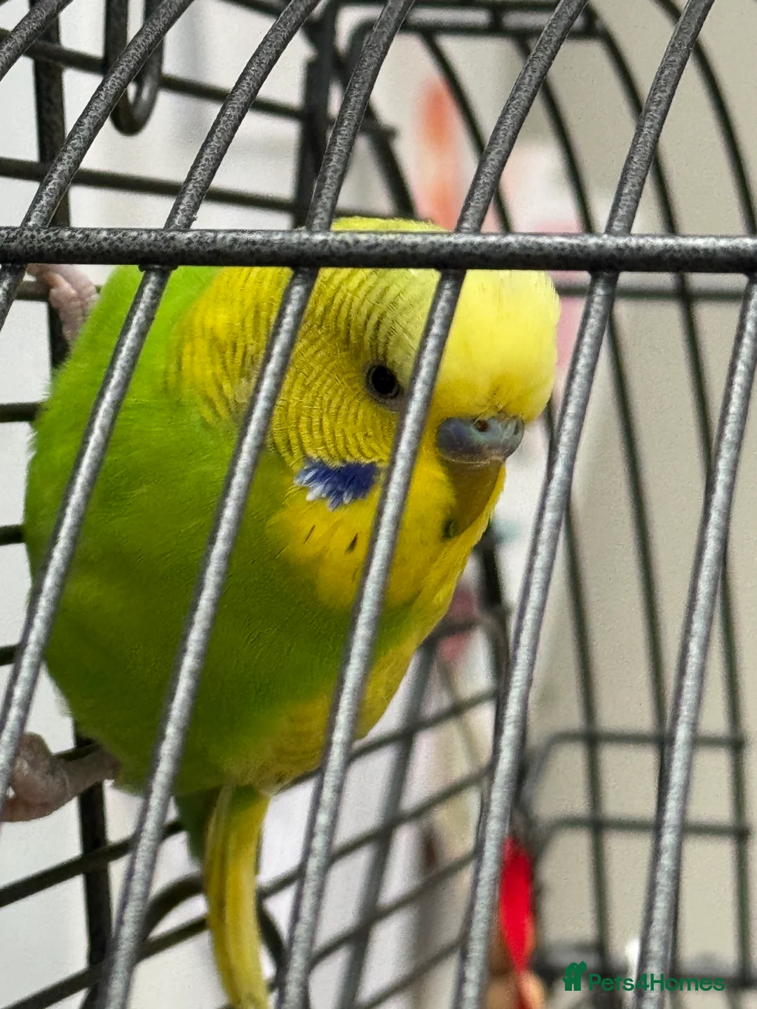 Budgerigars birds for sale: Beautiful male budgie & cage - Advert 3