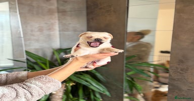Mixed Breed dogs - Advert 5