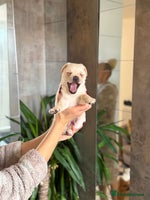 Mixed Breed dogs - Advert 14