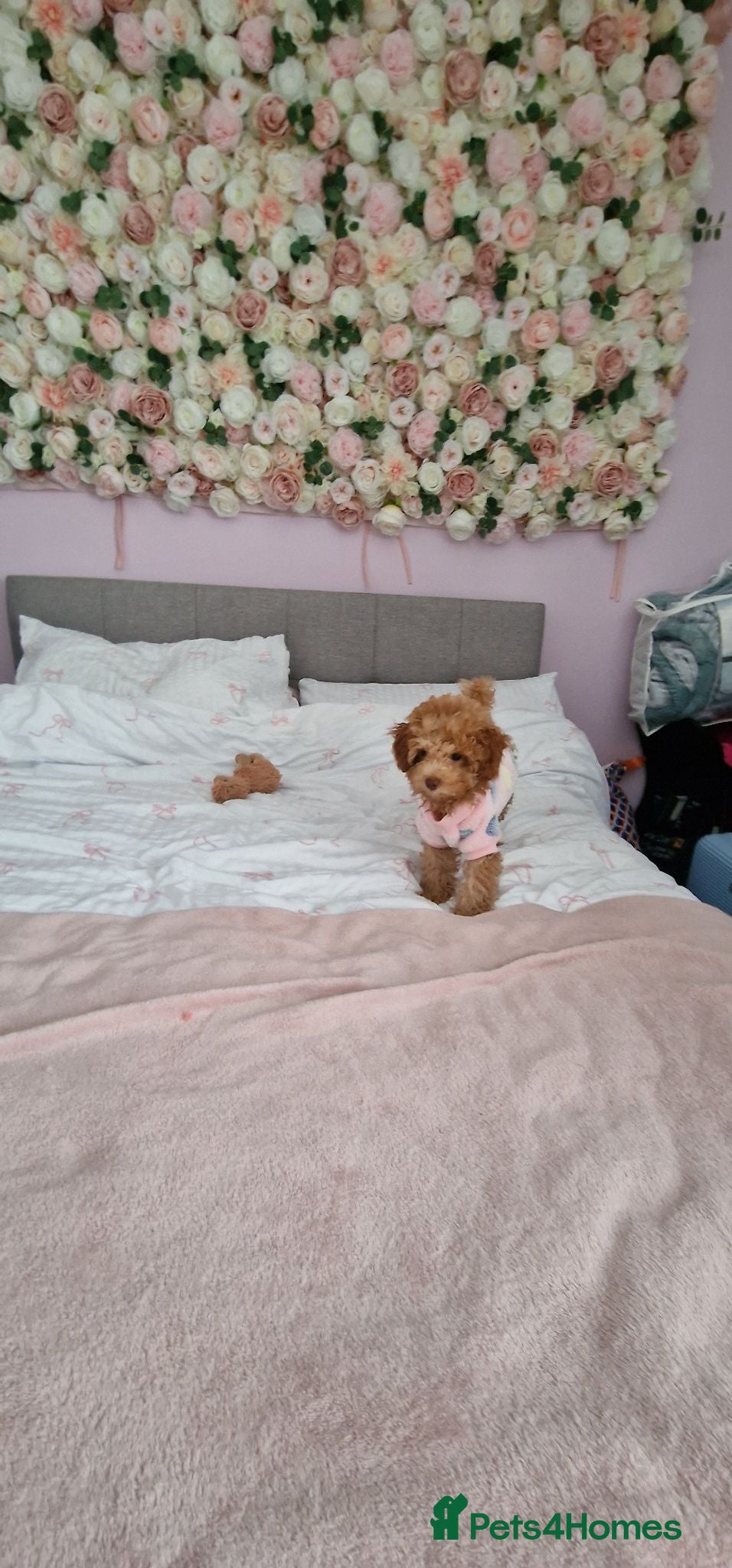 Toy Poodle dogs Toy poodle  - Advert 19