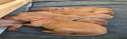Hungarian Vizsla dogs for sale: Adorable Hungarian Vizsla Pups in Southport - Advert 15
