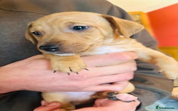 Jack Russell dogs for sale: Gorgeous Jack Russell terrier pups - Image 5