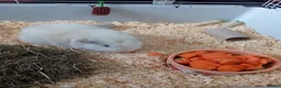 Guinea Pig rodents for sale: 2 male guinea pigs with indoor cage  in Norwich - Advert 2