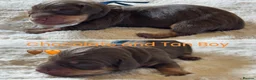 Miniature Dachshund dogs for sale: KC Reg Smooth Haired Miniature Dachshund Puppies - Advert 13