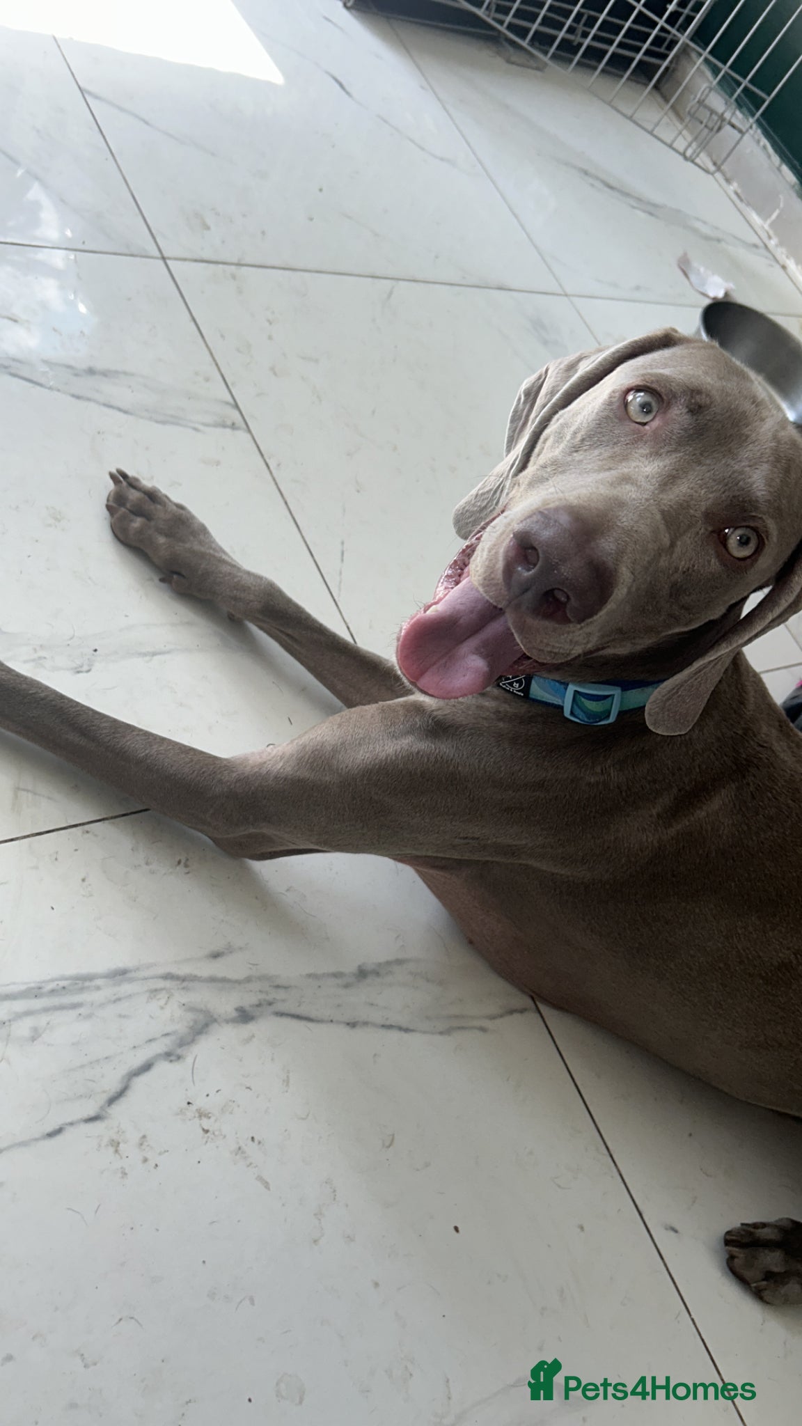 Weimaraner dogs Max 2 years old  - Advert 1