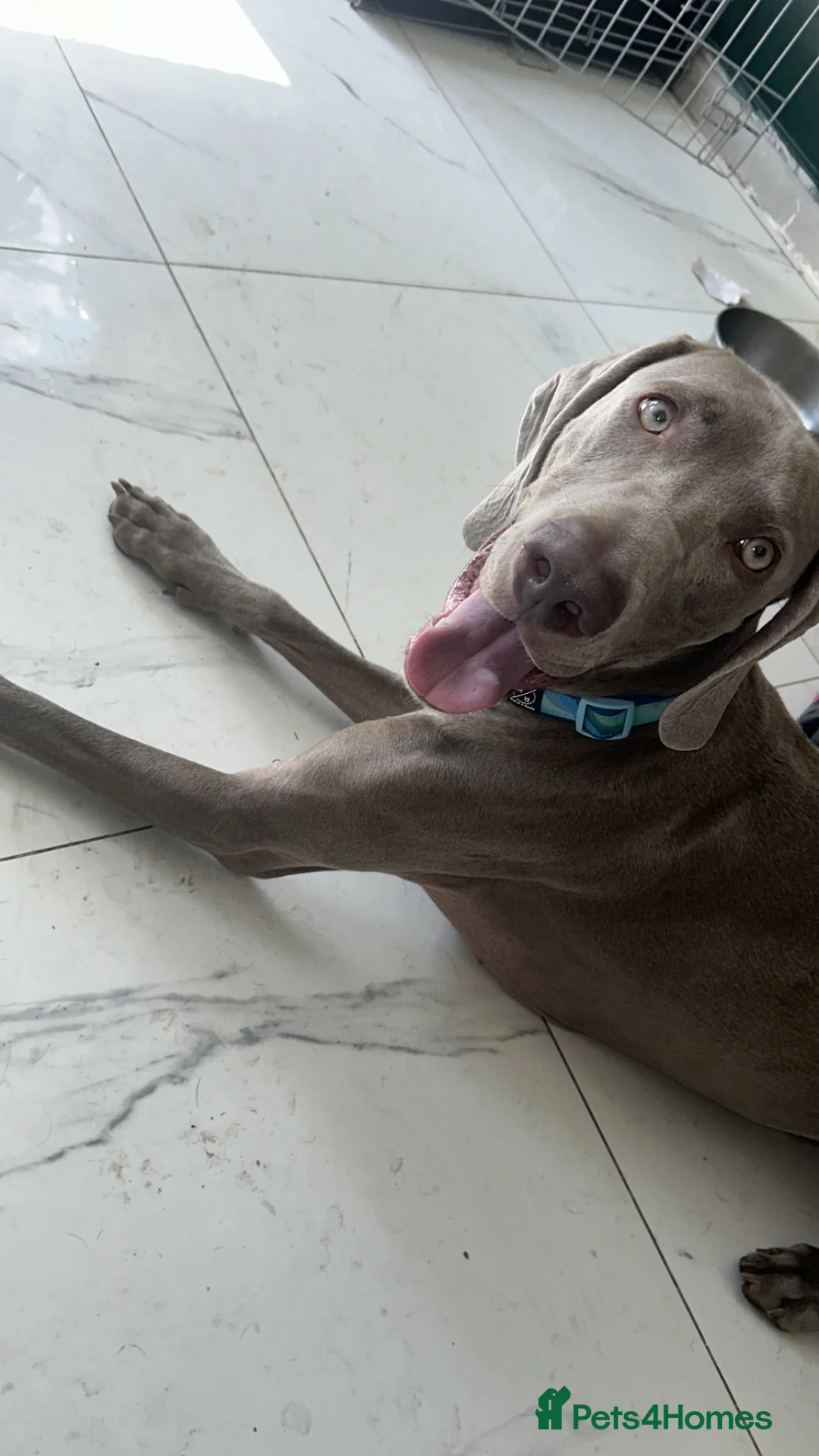 Weimaraner dogs for sale: Max 2 years old  - Advert 1