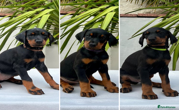 Dobermann dogs - Advert 4