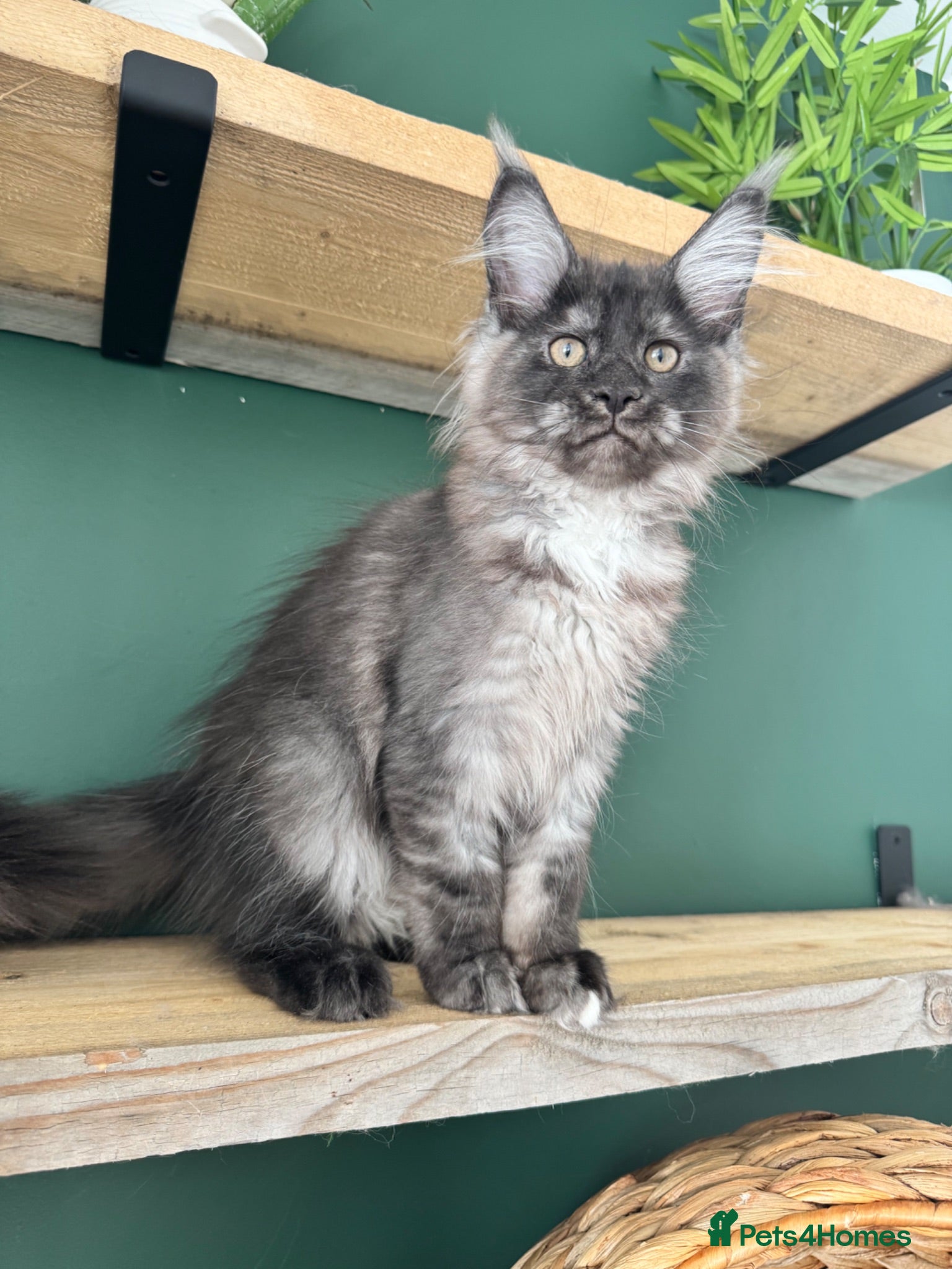 Maine Coon cats Black Smoke XL Maine Coon Female TICA Registered - Advert 9